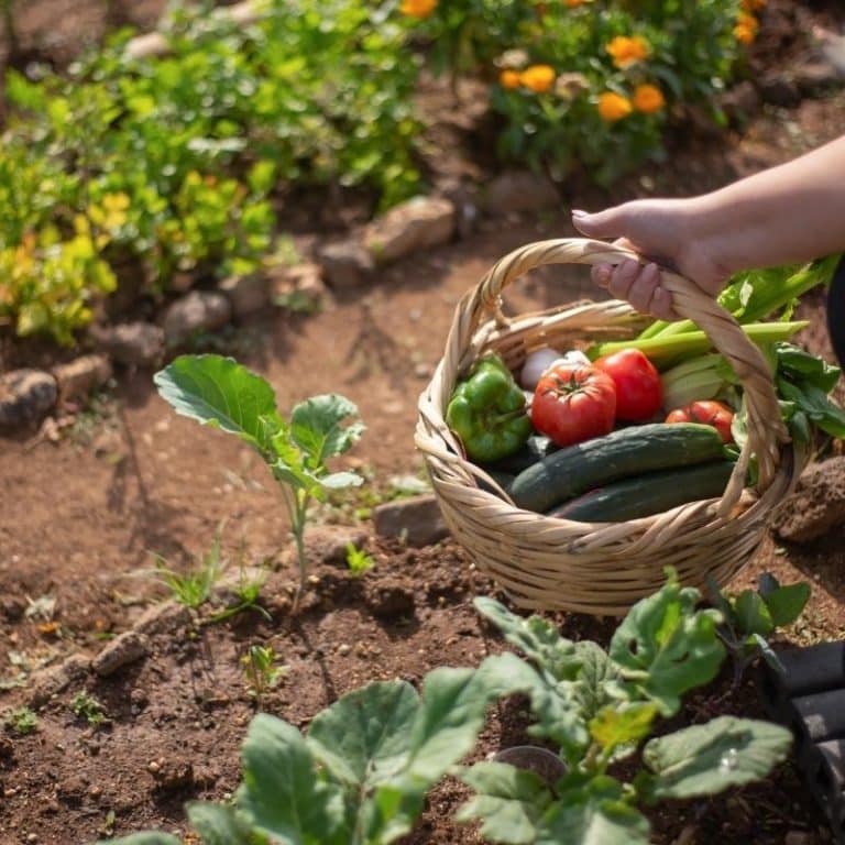 Organic Gardening: Getting Started For The Novice Gardener