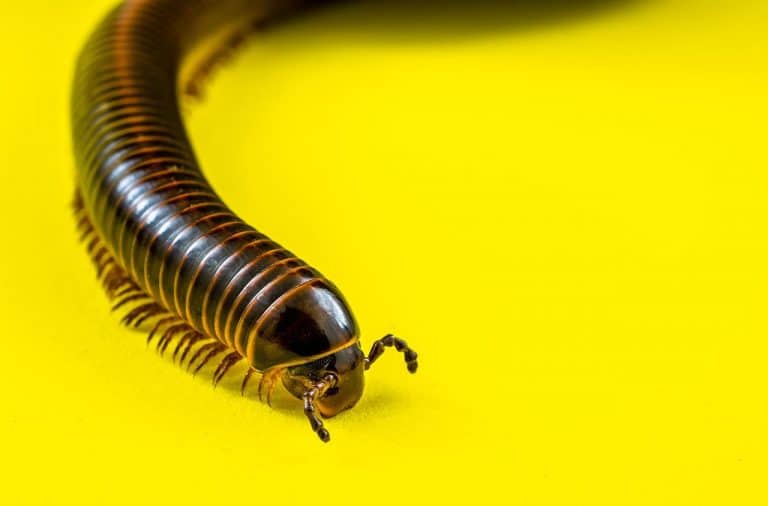 How Do I Get Rid Of Centipedes In My Houseplants