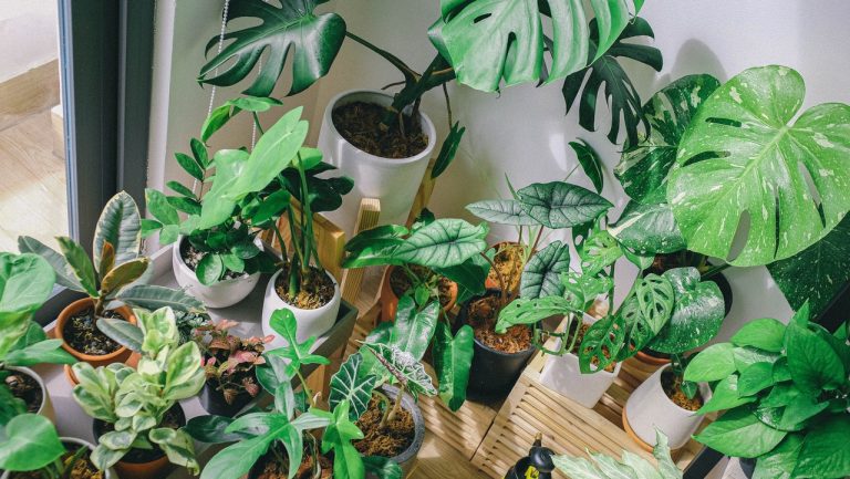 Best Indoor Plants for Low Light and Bathroom