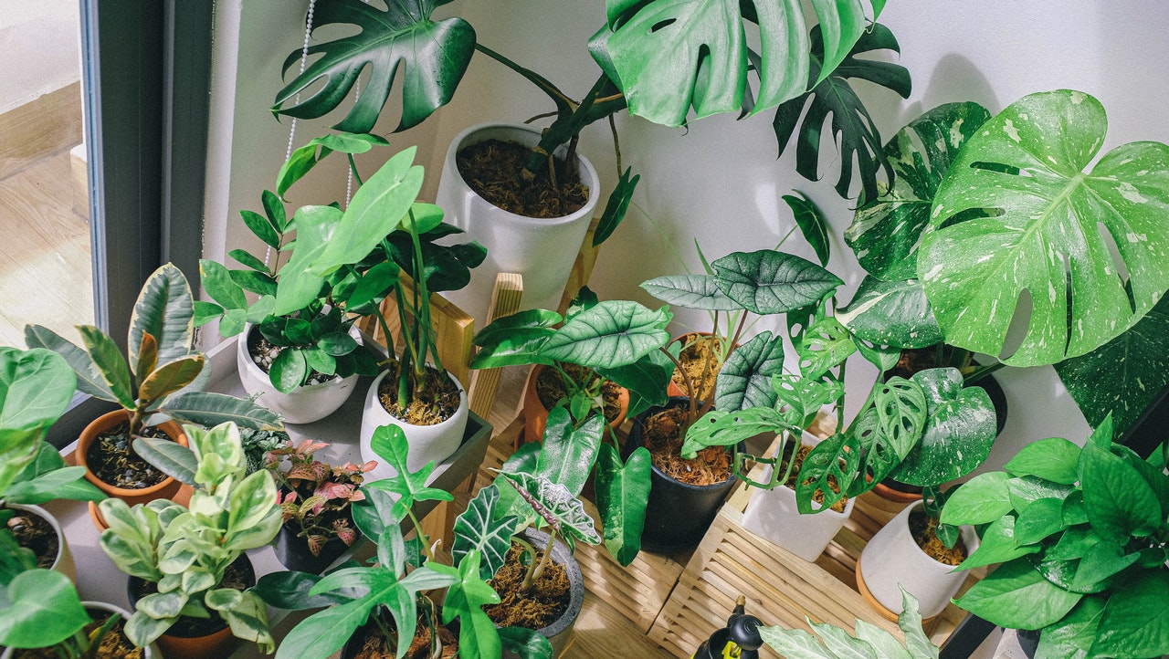 best indoor plant for low light