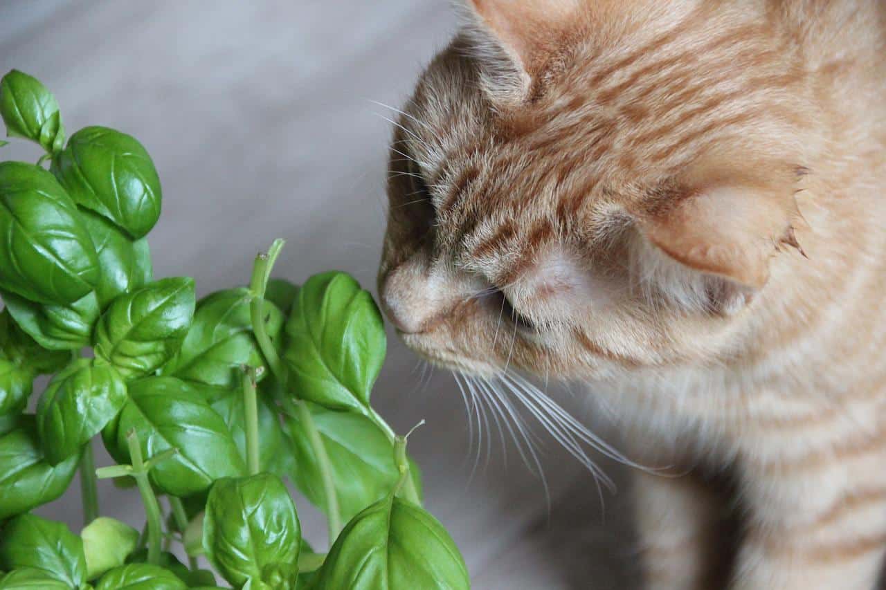 Best Cat Friendly House Plants