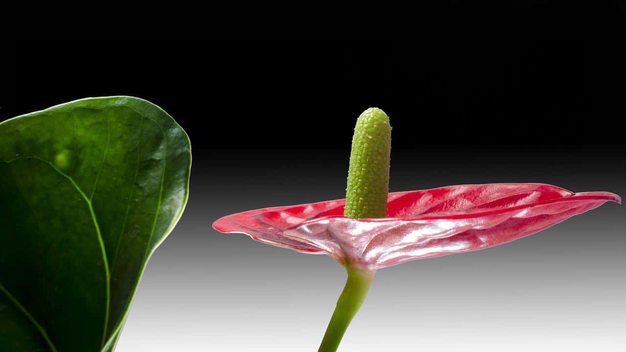 flamingo flower