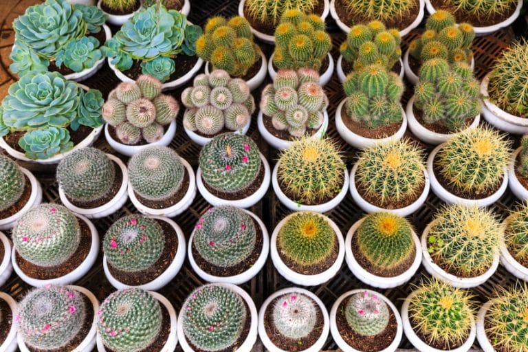 Top 9 Popular And Easy To Grow Cacti Species