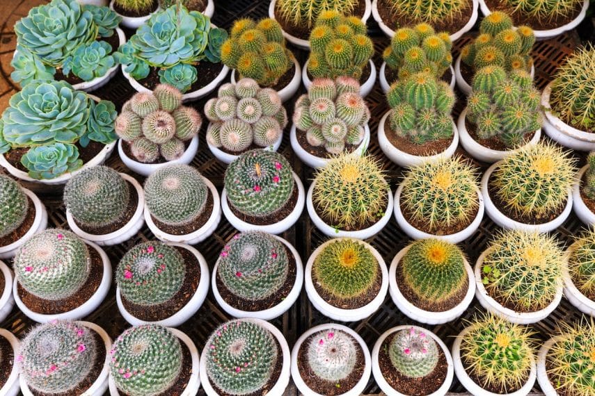 cactus species