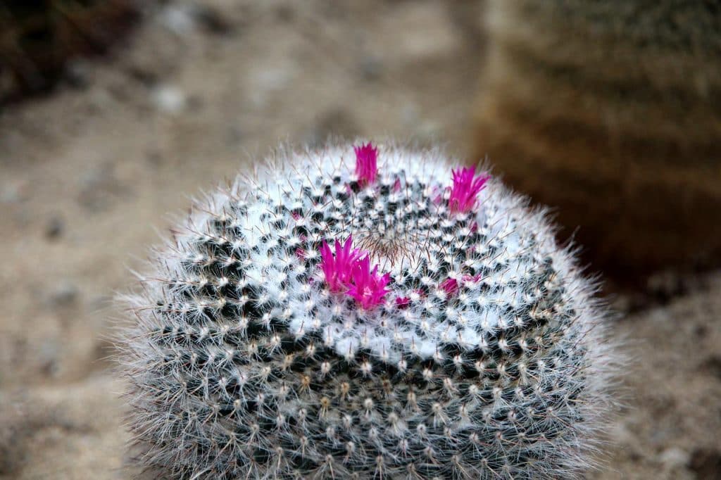 Mammillaria Cactus Flowers