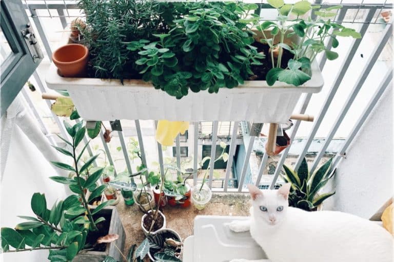 Plants for the balcony: from flowers to herbs