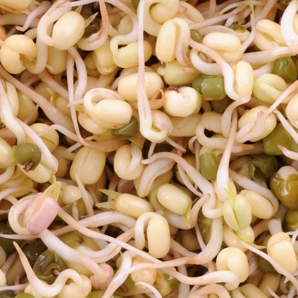 Bean sprouts