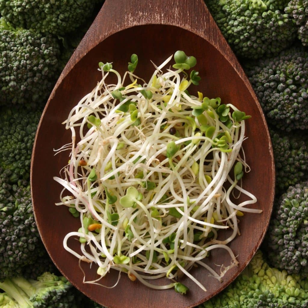 Broccoli Sprouts