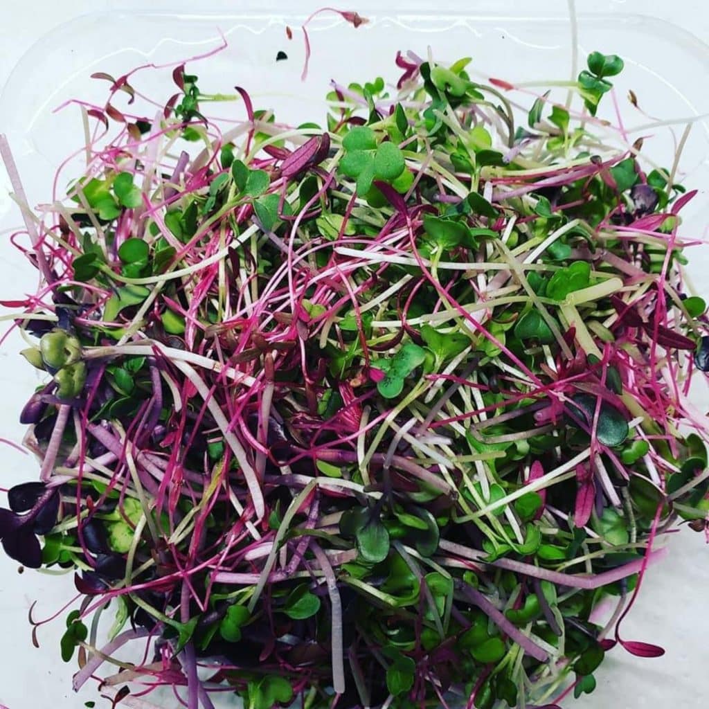 a container full of green and purple microgreens