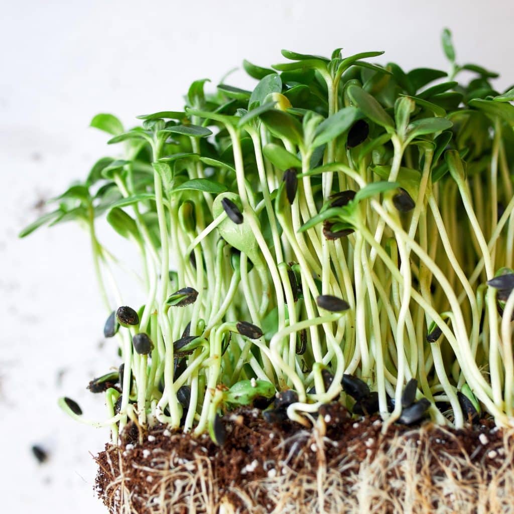 a side view of sunflower microgreens growing showing the roots all the way up to the leaves.