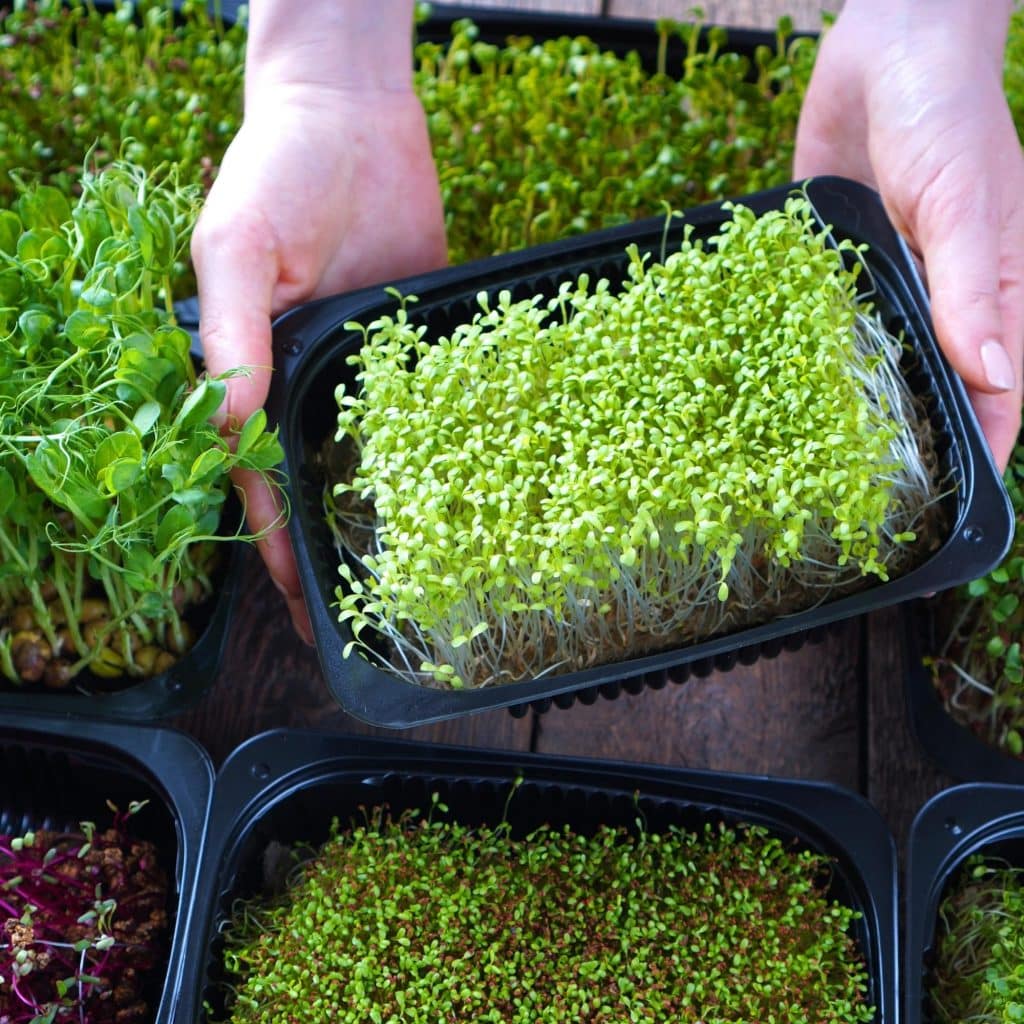 person holding up a small tray growing microgreens