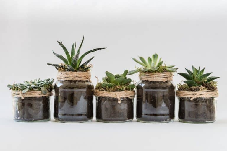 Top 11 Most Popular and Easy to Grow Succulents