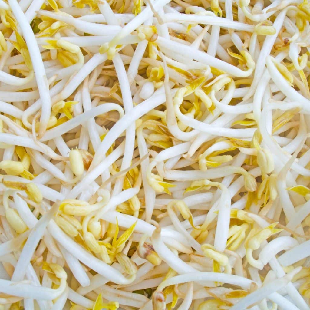 Bean sprouts in a pile