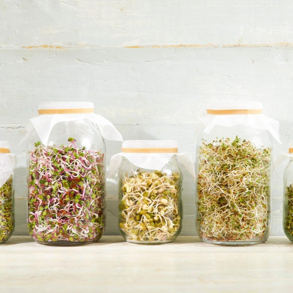 jars with sprouts growing in them