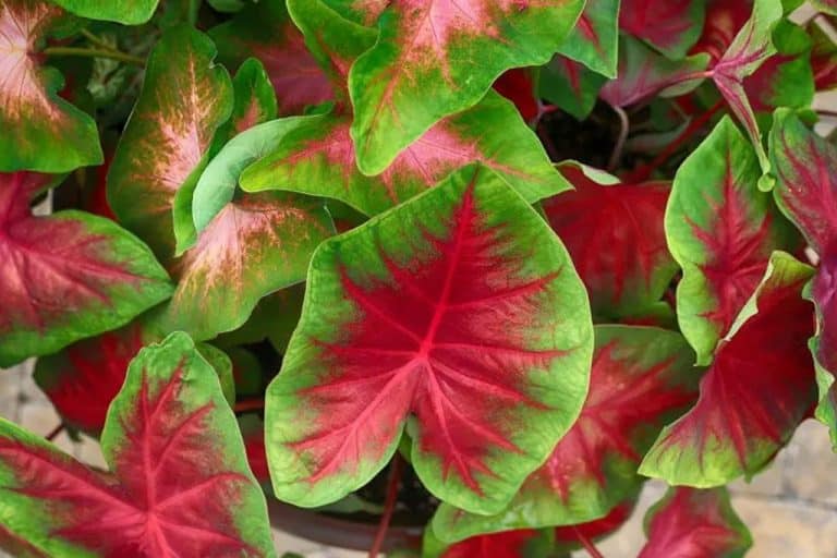 How to care for caladiums?