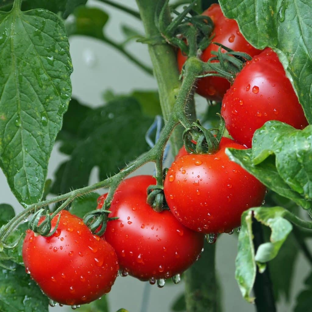 Freshly watered ripe tomatoes growing on a vine