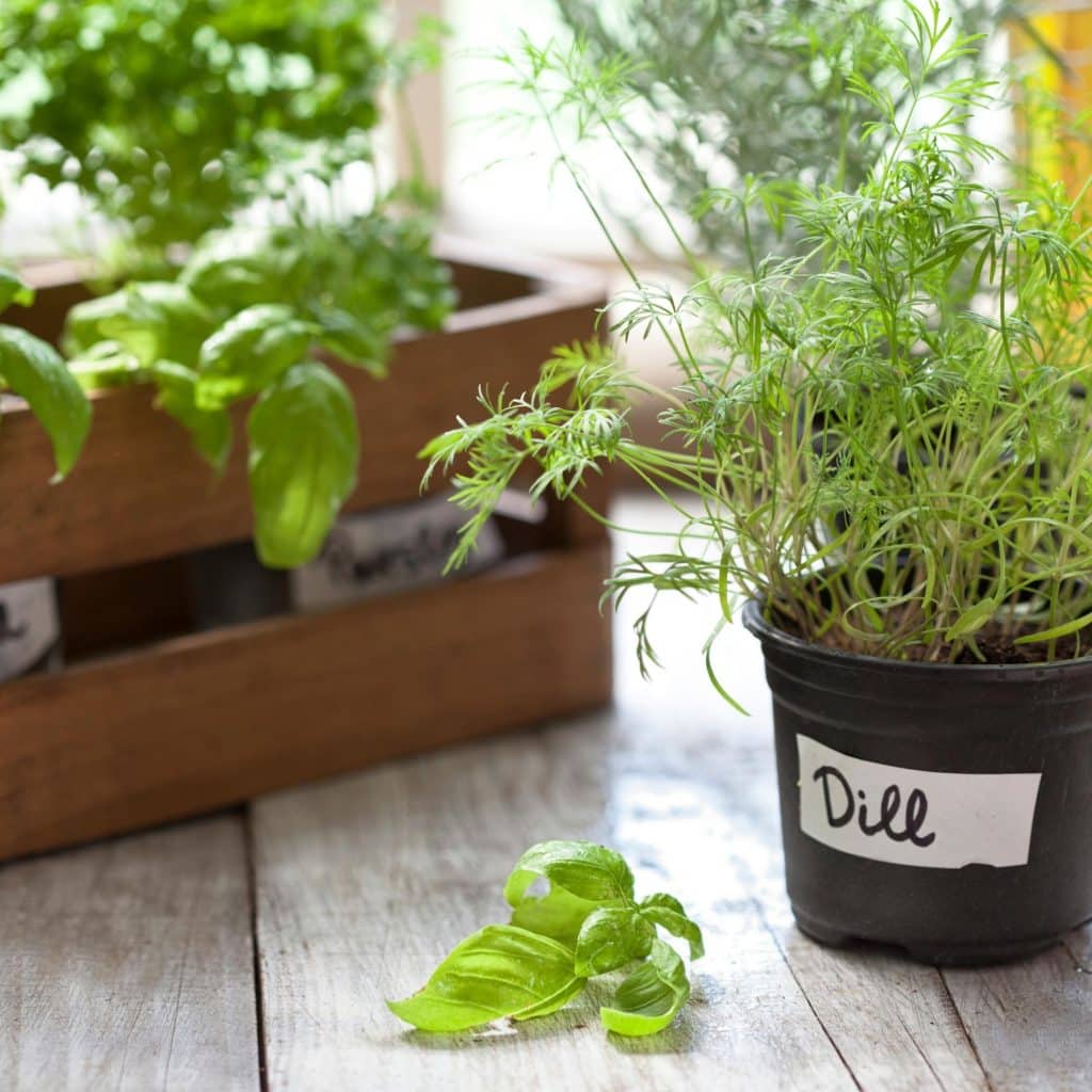 Herbs growing in containers