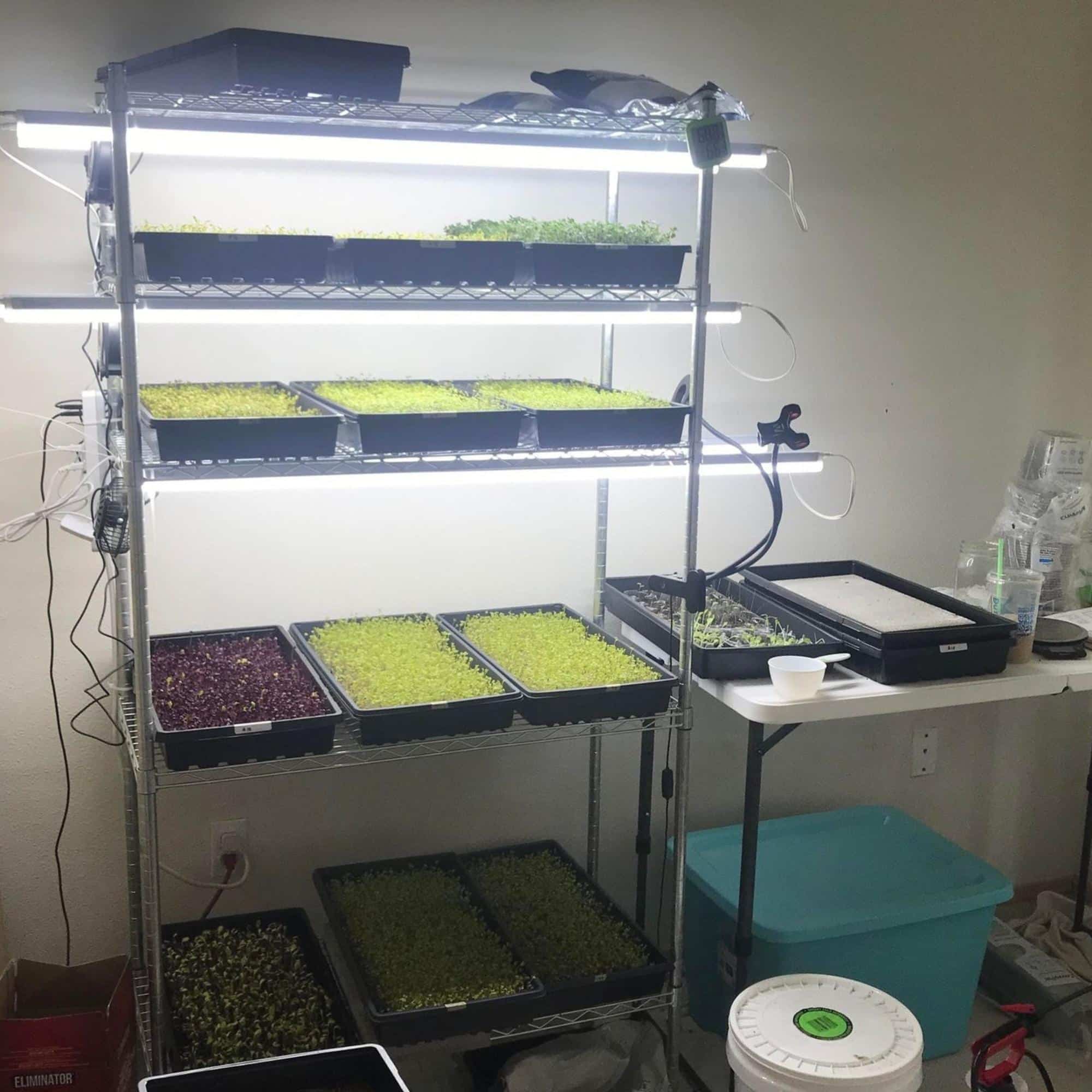 Diy Microgreens Setup Vertical Farming At Home Plants Note