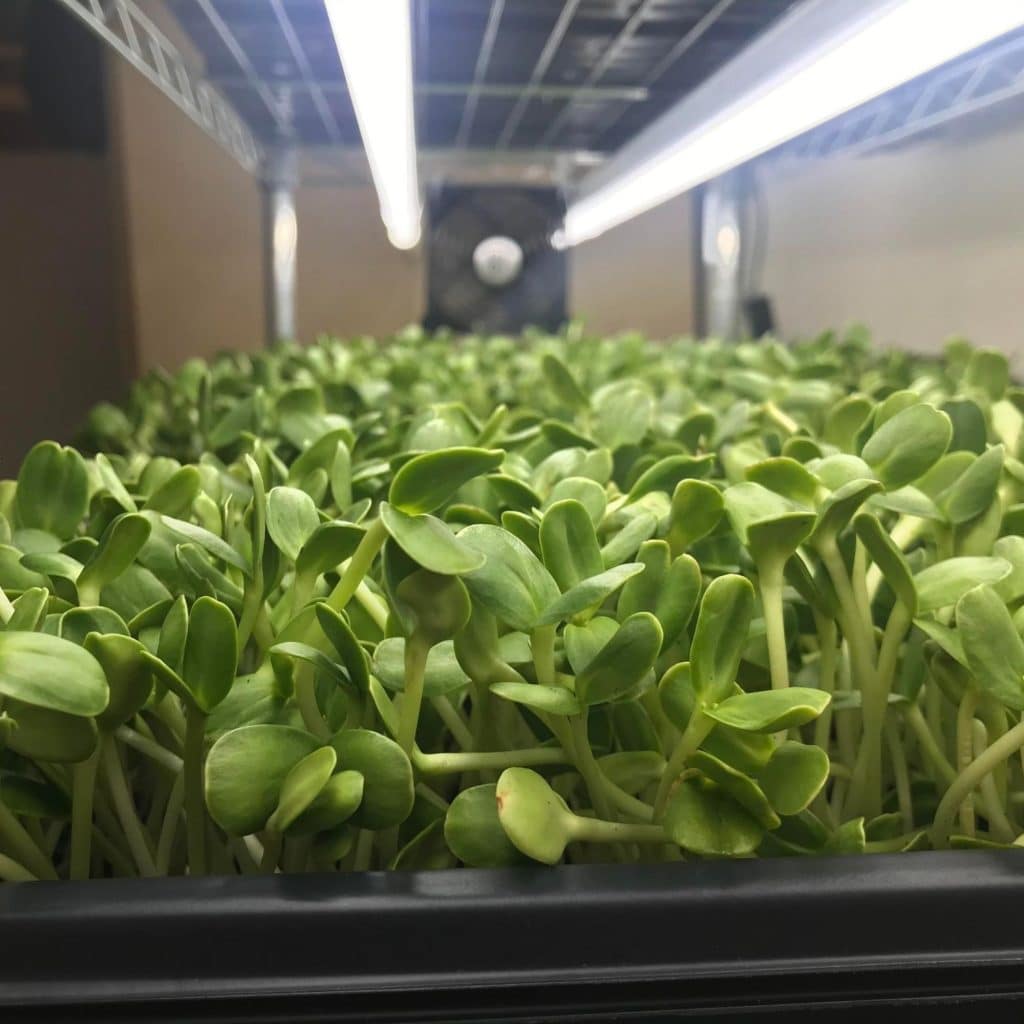 Sunflower microgreens growing on the rack system