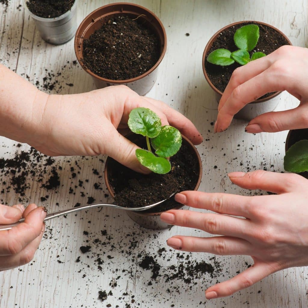 Two people planting starts together