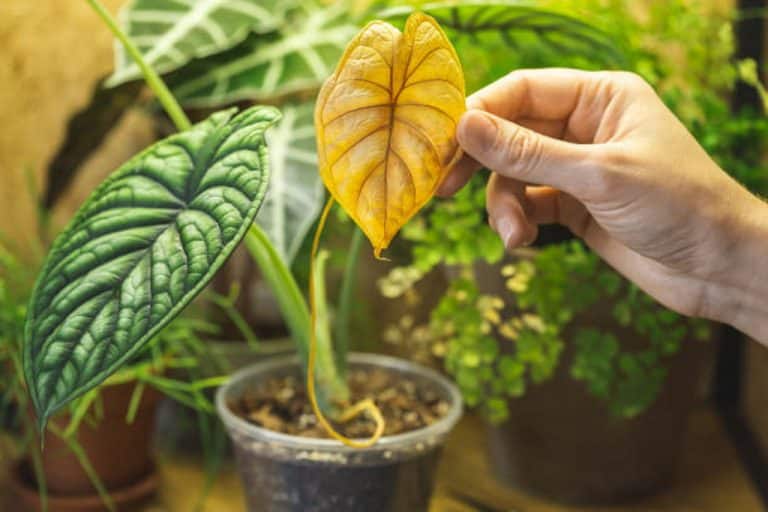 8 reasons why leaves turn yellow on indoor plants