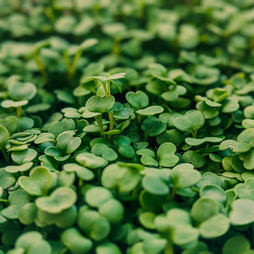 Arugula Microgreens