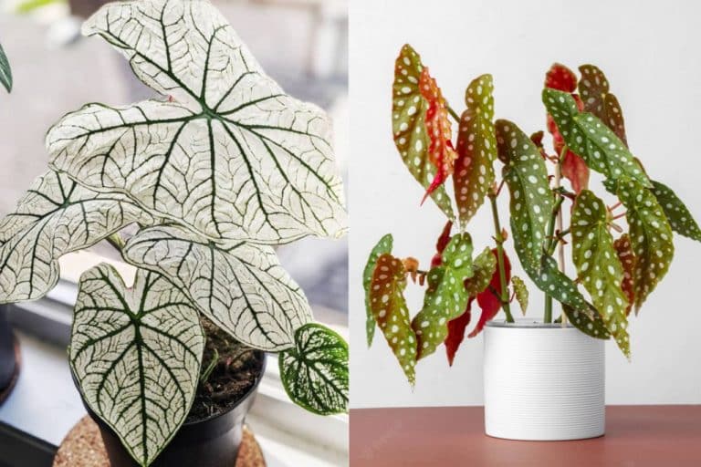Plants for Interior Design