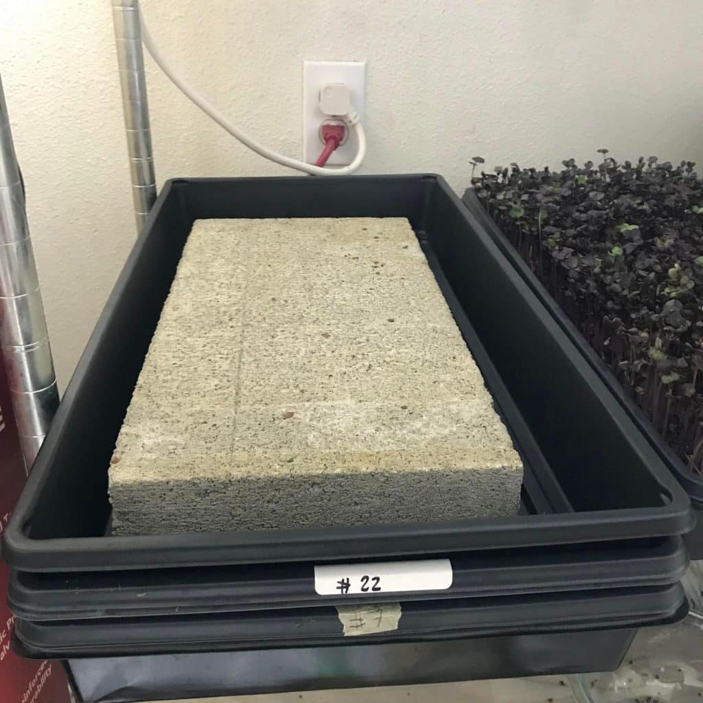 cement paver weighing down microgreens trays during germination