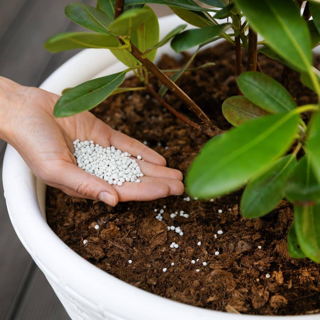 Fertilizing indoor plants with granulated fertilizer