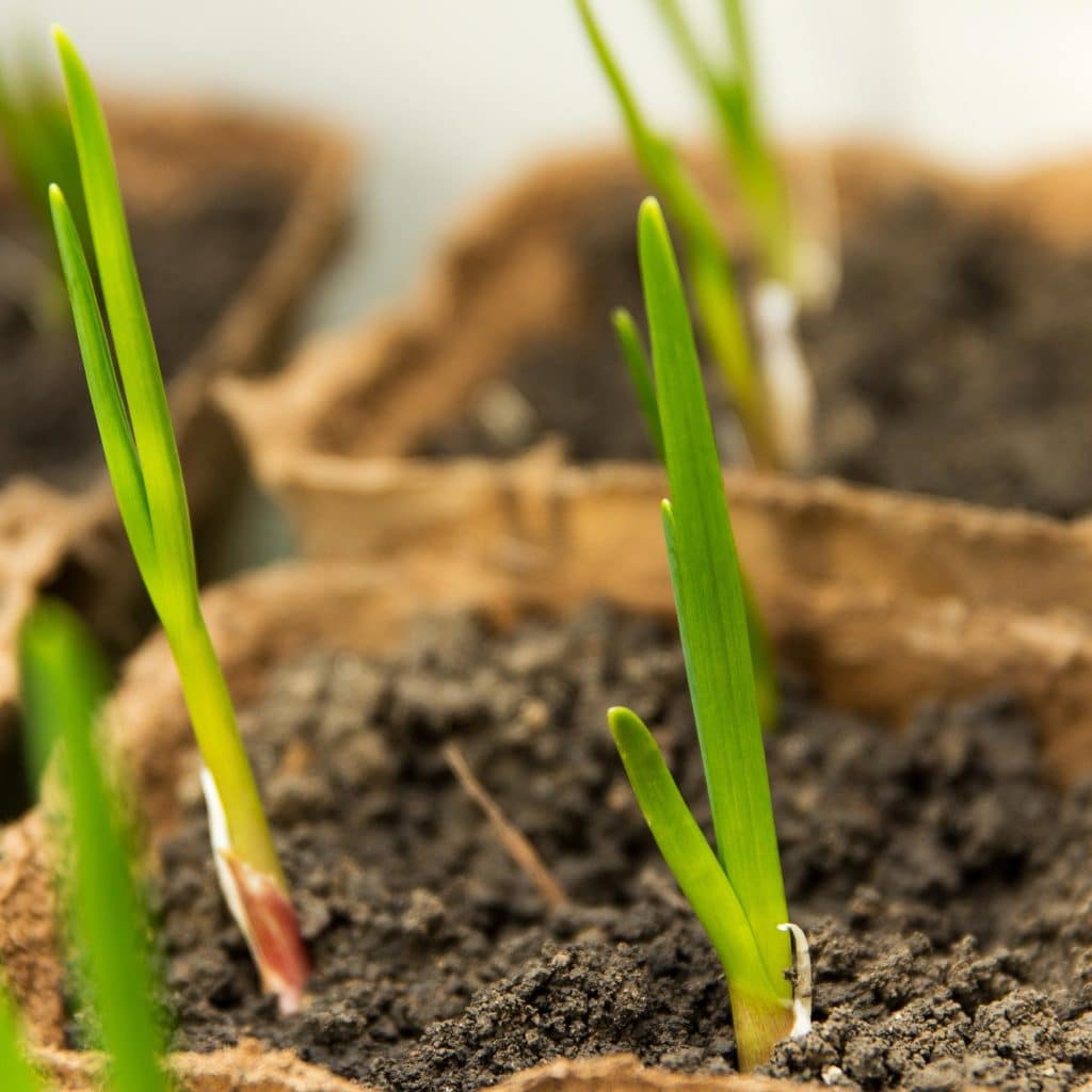 garlic growing in a container