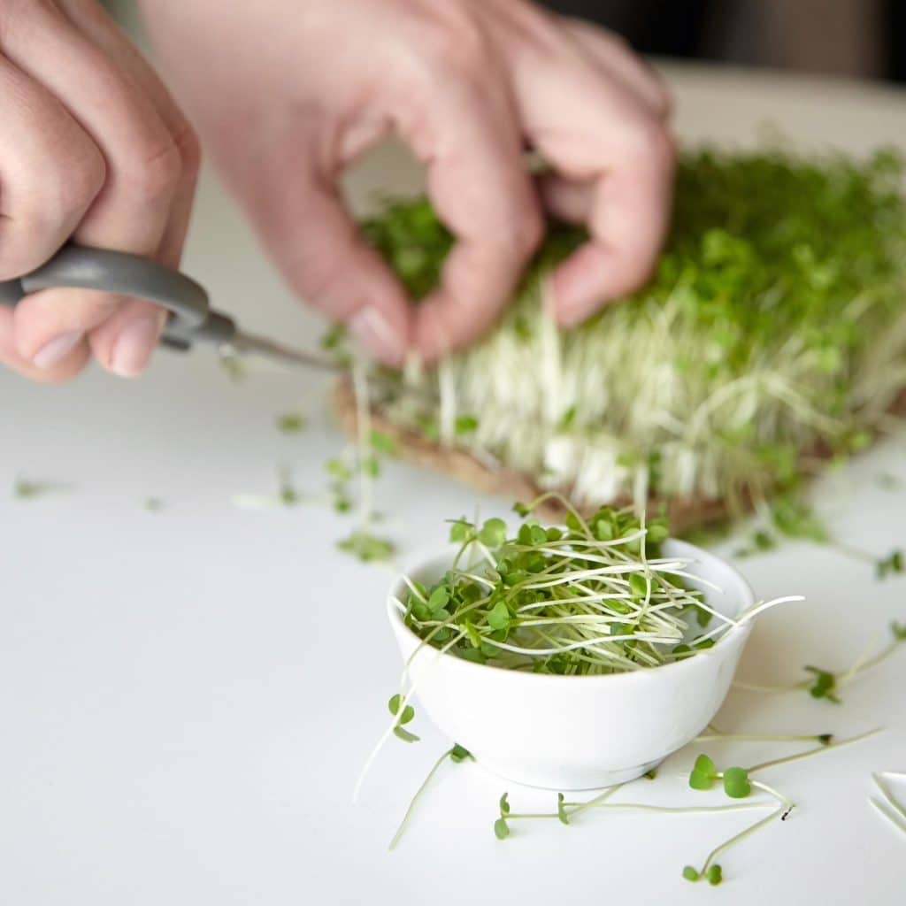 Harvesting microgreens with scissors