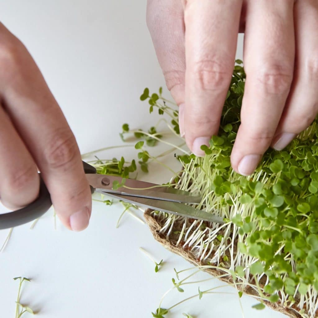 harvesting microgreens with scissors