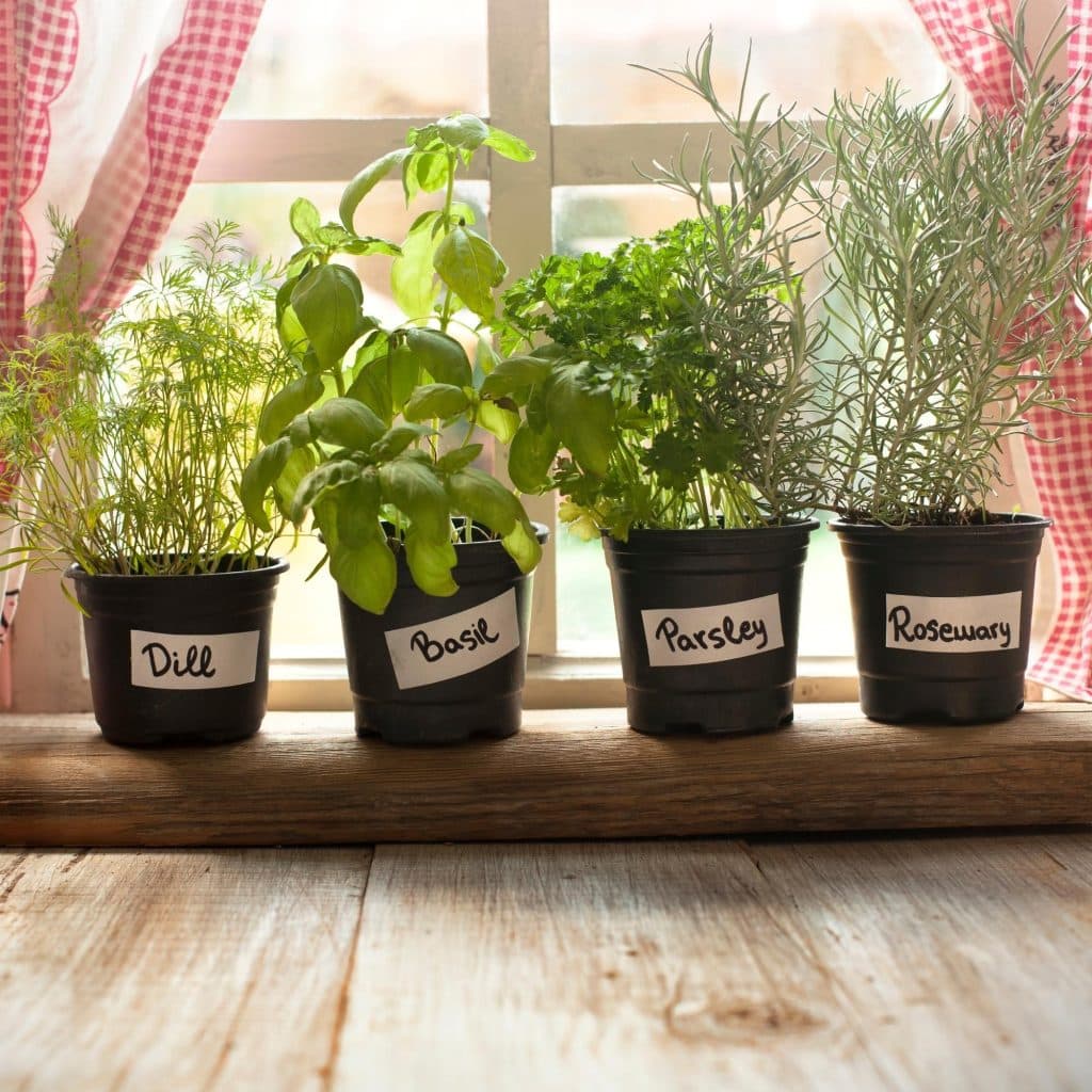 dill, basil, parsley, and rosemary herbs growing on a window sill