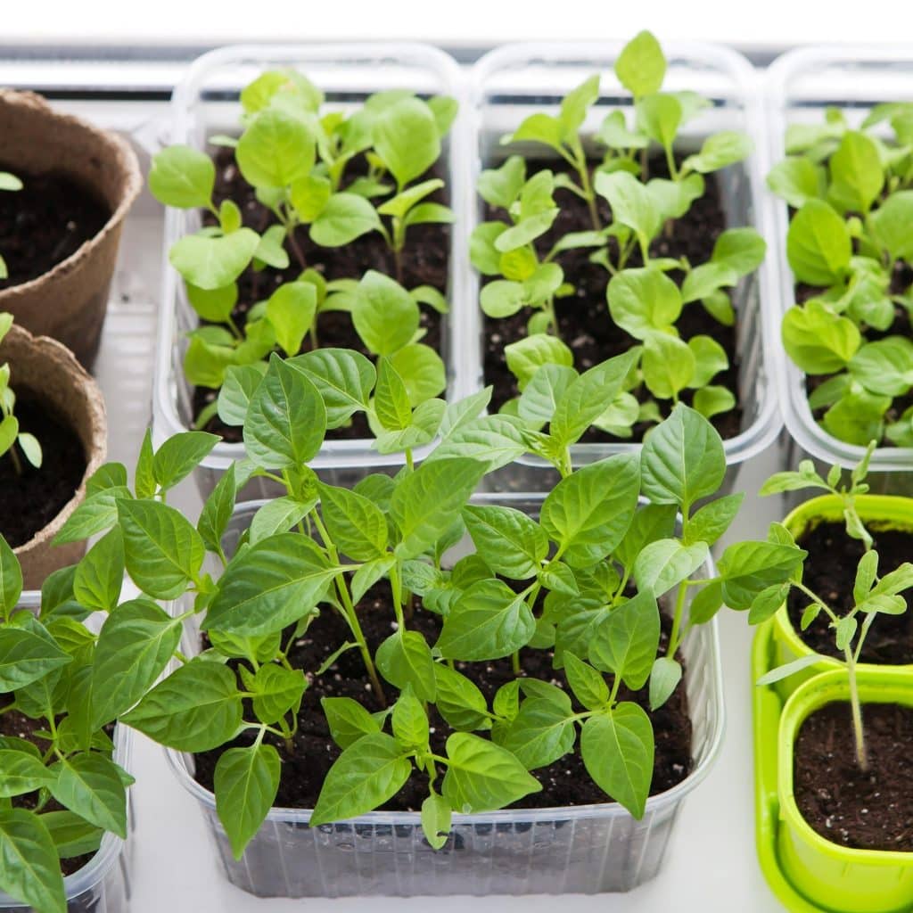 Indoor container vegetable garden