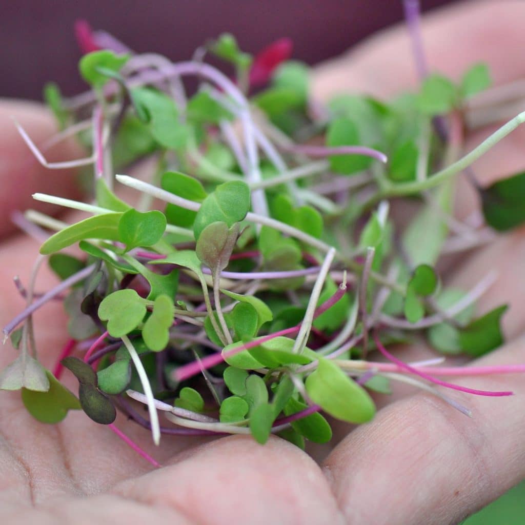 hands holding harvested microgreens