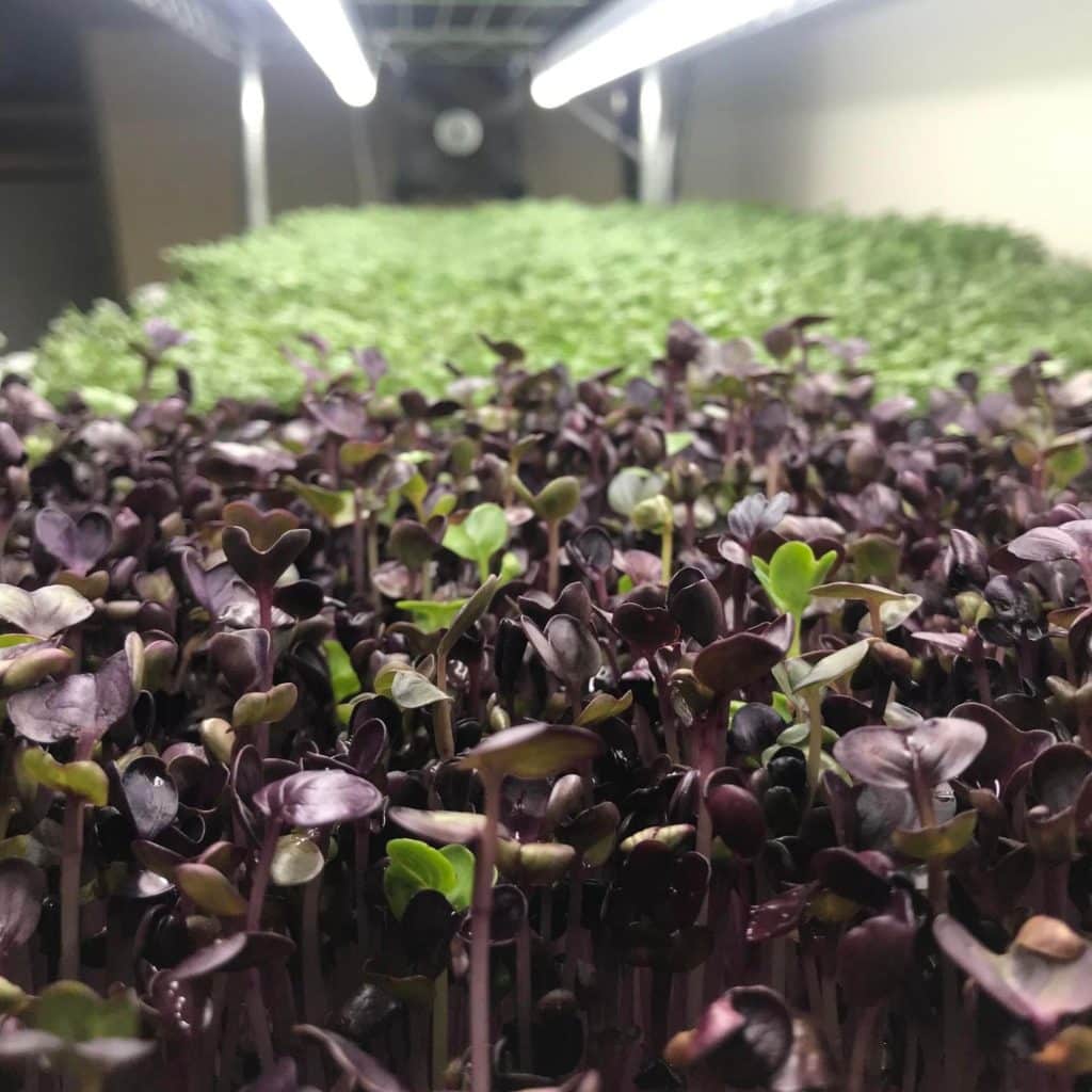 Radish and Salad Mix microgreens growing on the rack system