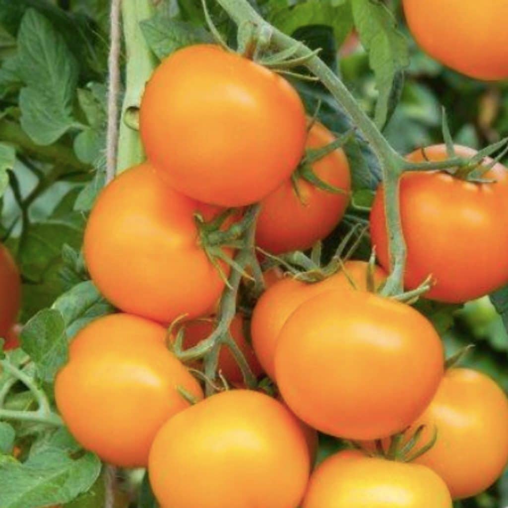 mini orange tomatoes