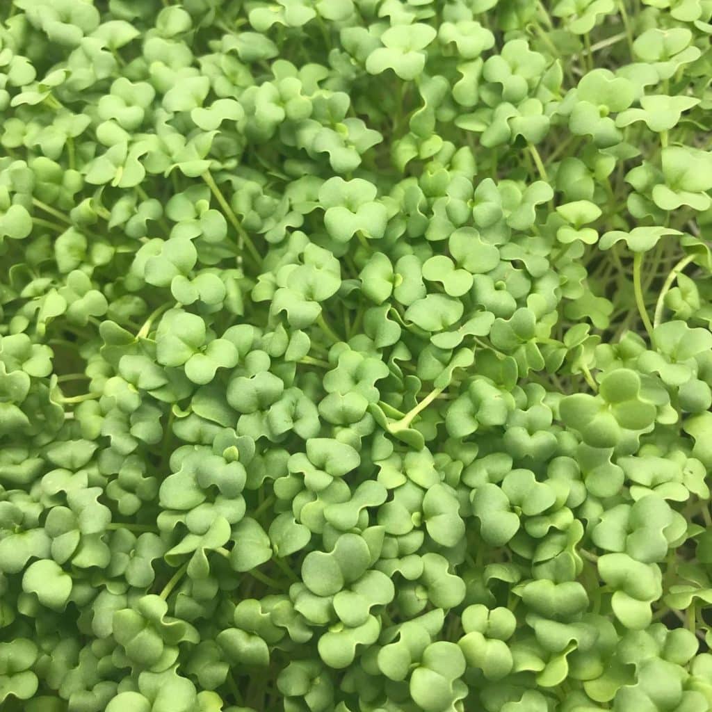 Oriental Mustard Microgreens