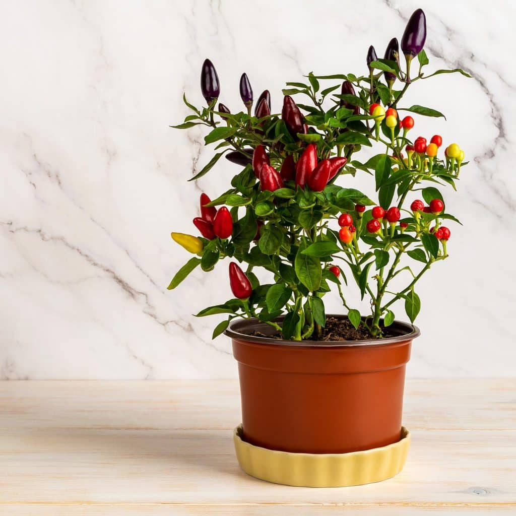 peppers growing in a container