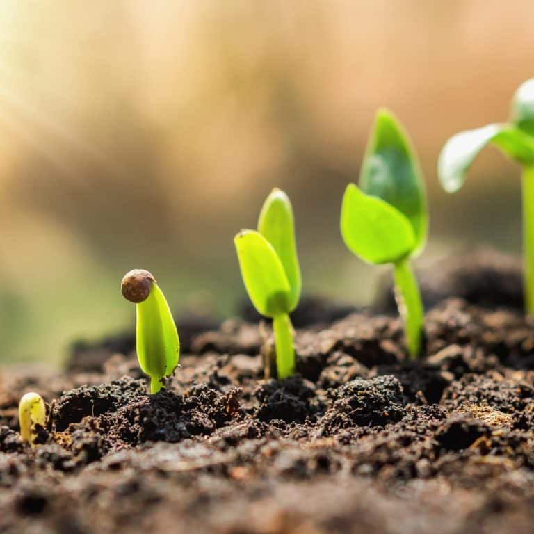 5 Easy Steps To Grow Microgreens Outdoors