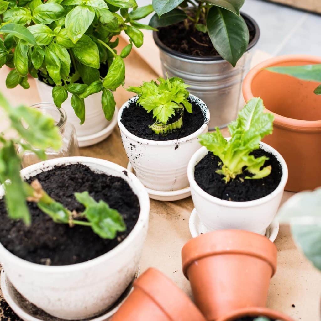 Plants in different types of pots