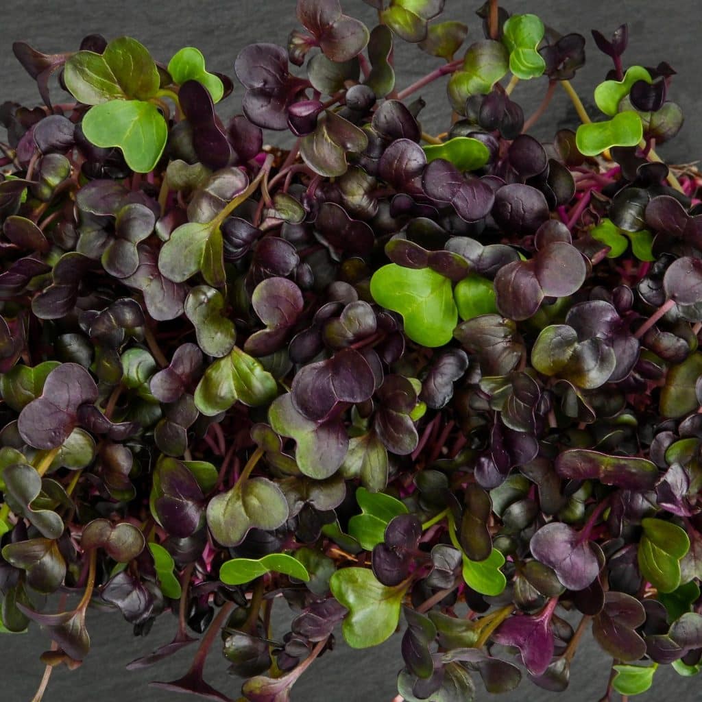 purple radish microgreens