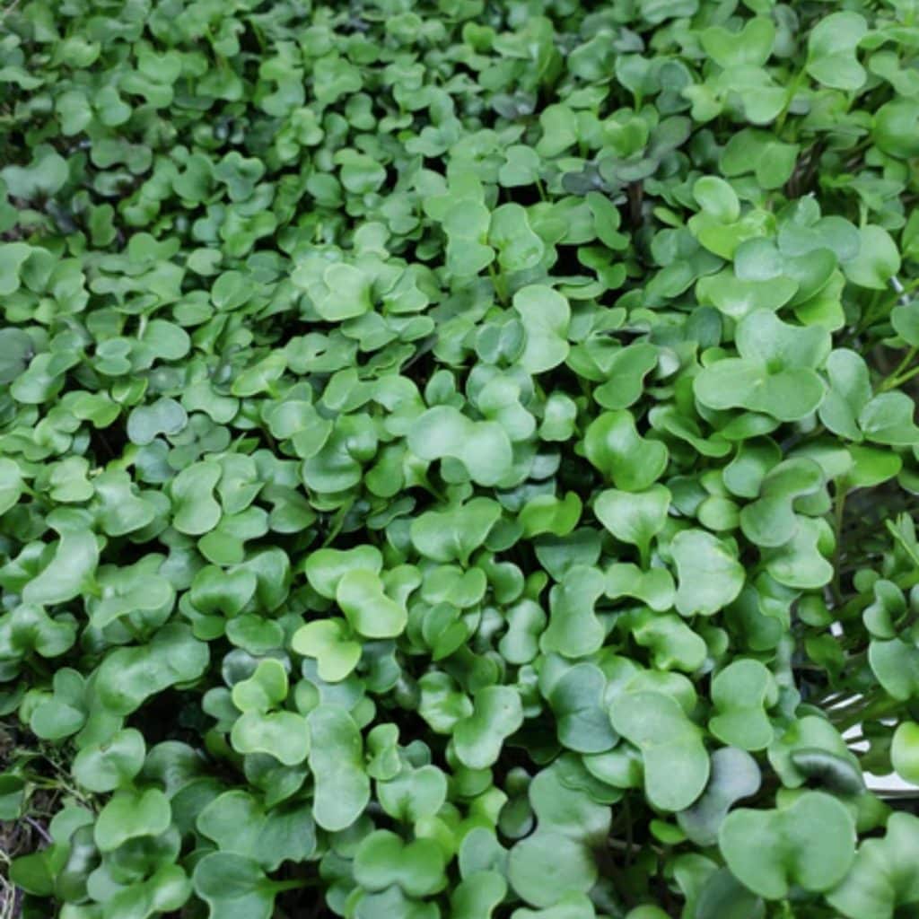 Salad mix microgreens