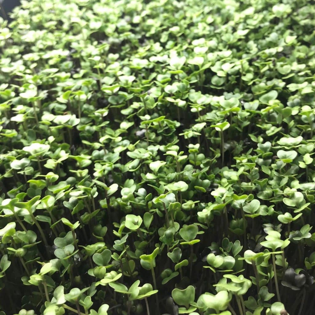 salad mix microgreens growing