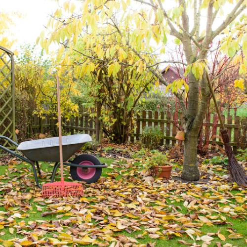 A backyard with fall leaves all over the ground and a wheelbarrow and rake in the background
