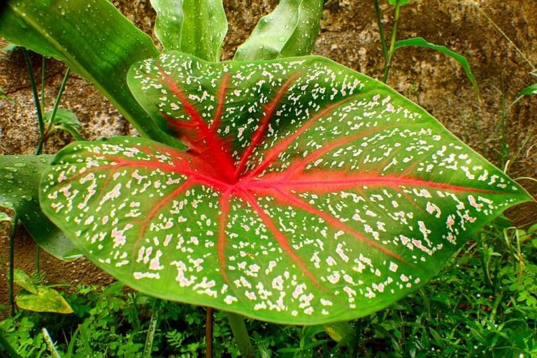 How to grow Caladium at home | from tubers to beautiful leaves