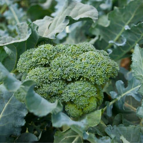 Broccoli growing on the stalk