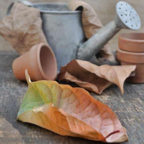 A fall leaf  with different colors on the ground with a blurry watering can in the background.