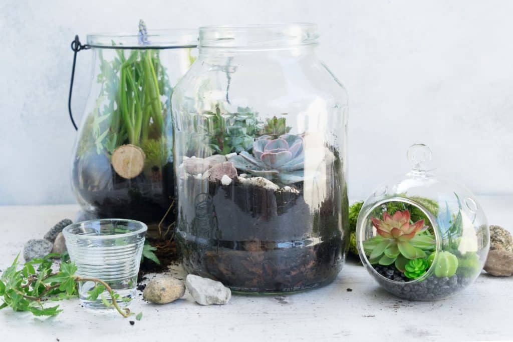 A set of plant terrariums featuring several large and small plants.