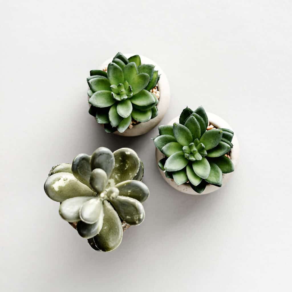 Three succulents on a white surface.